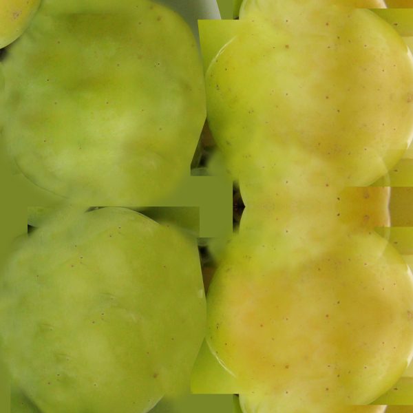 Figura B — Texture dell’uva